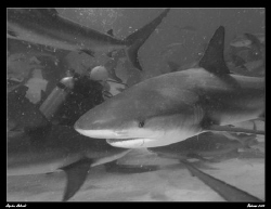 Shark Feed Action. BW done in PS3.  Canon G7 by Stephen Holinski 